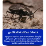 شركة مكافحة الخنافس