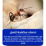 شركة مكافحة النمل