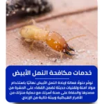 شركة مكافحة النمل الأبيض