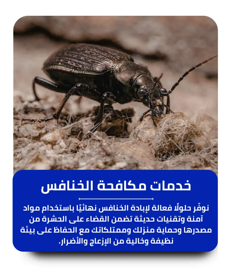 مكافحة الخنافس