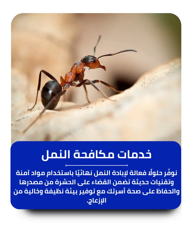مكافحة النمل