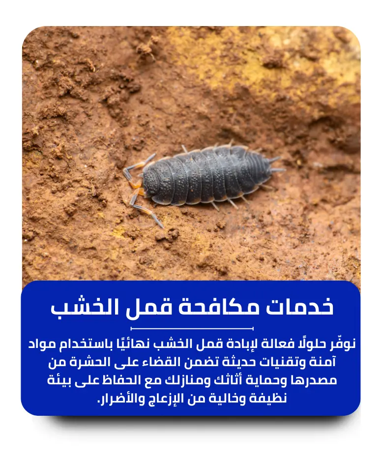 مكافحة قمل الخشب